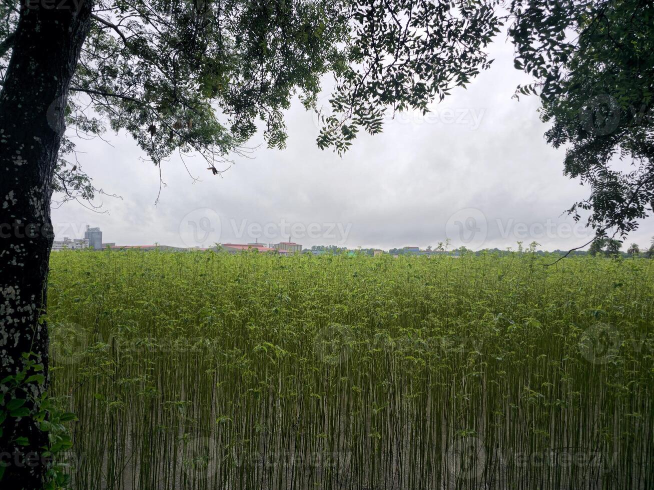 A large field of tall grass photo