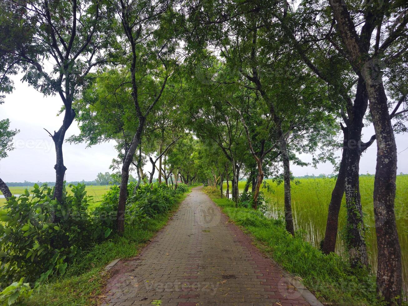 A path lined with trees and grass photo