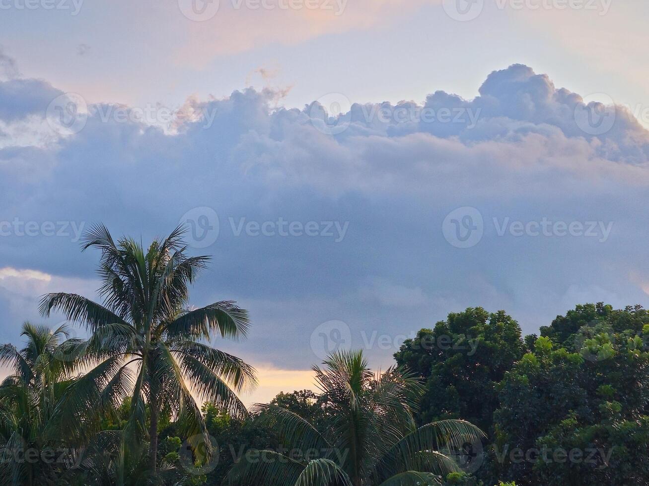 A plane flying over a field with some trees photo