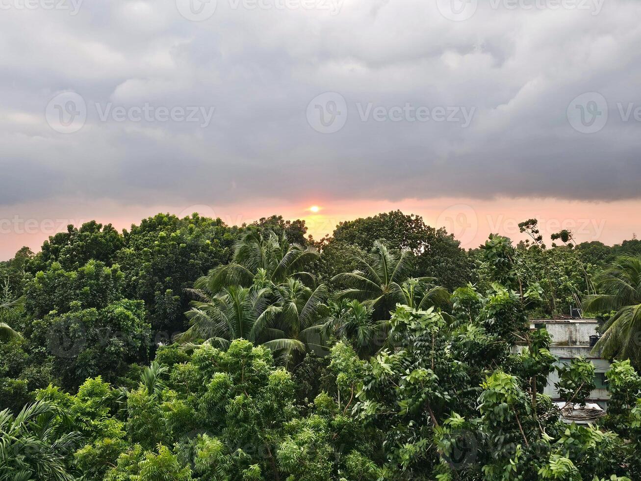 The sun setting over the trees in the forest photo