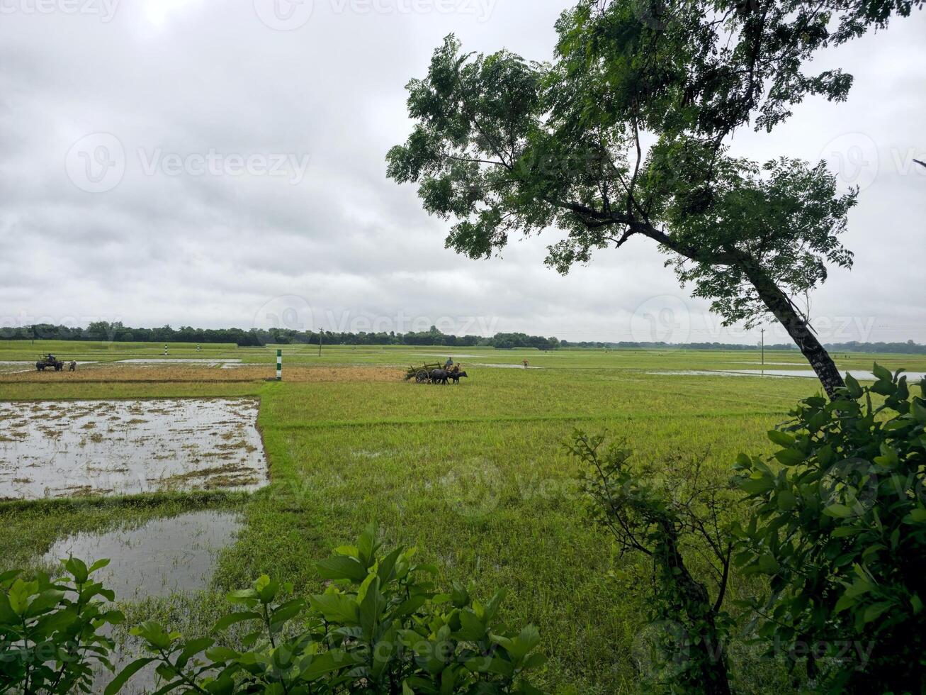 A tractor is driving through a field of rice photo