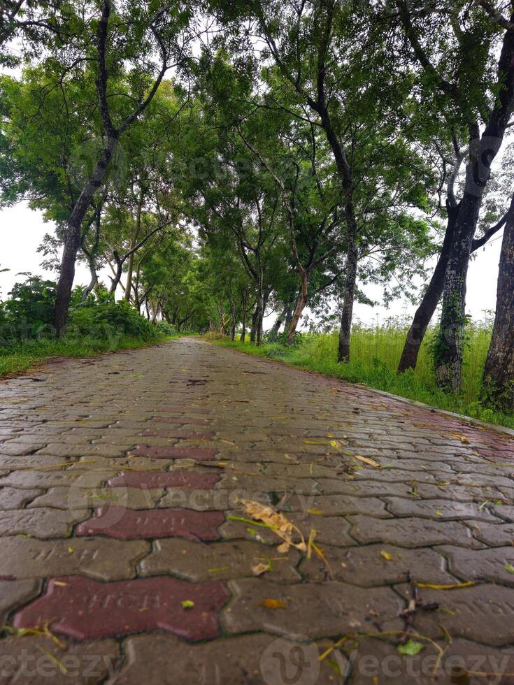 A brick paved road lined with trees and grass photo
