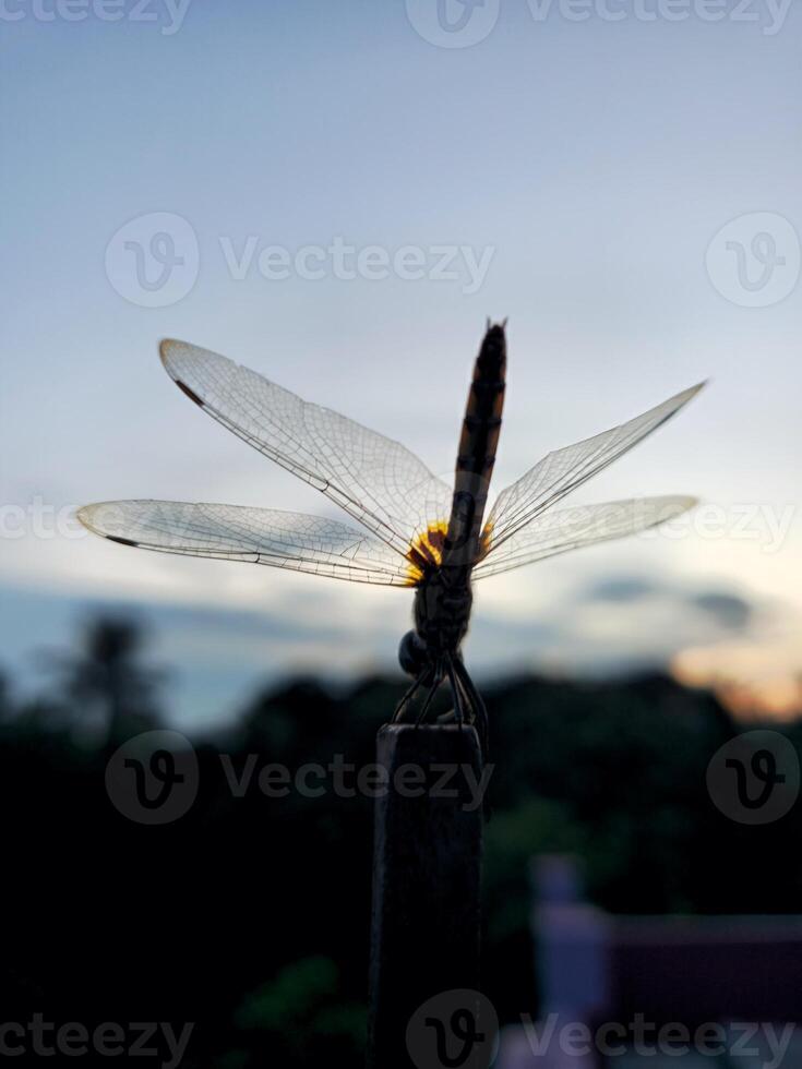 A dragonfly is perched on a stick photo