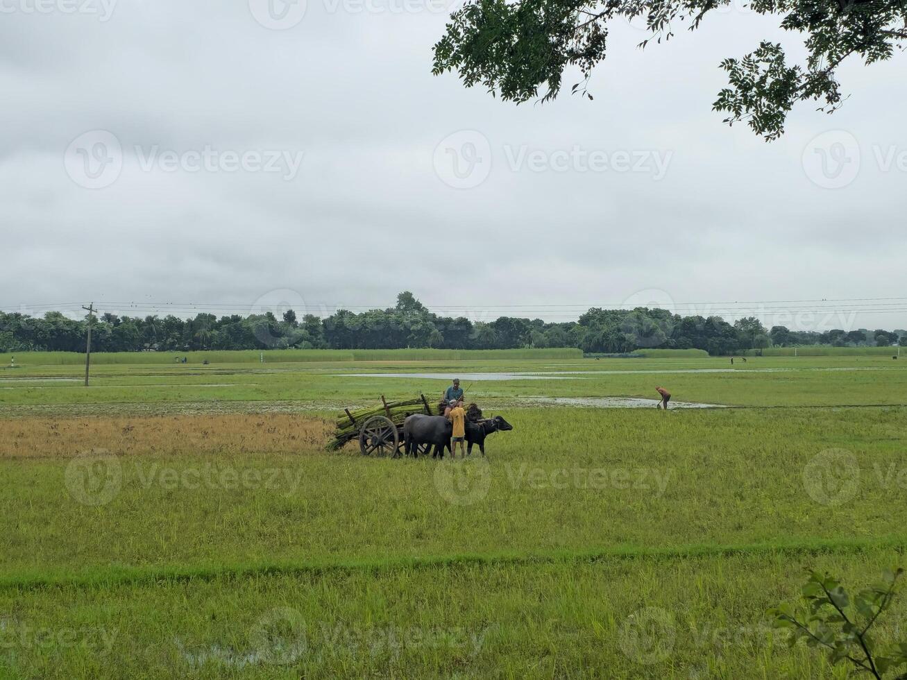 A man is plowing a field with a cart photo