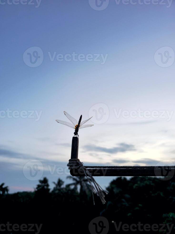 A dragonfly on a wire photo