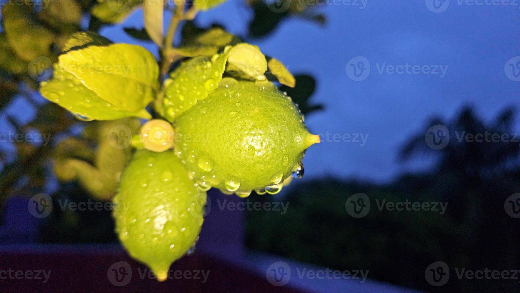 A tree with green fruit hanging from it photo
