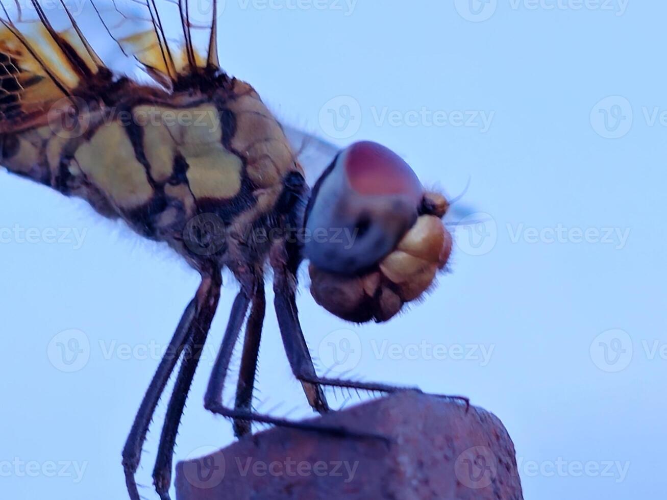 A dragonfly with a large red eye photo