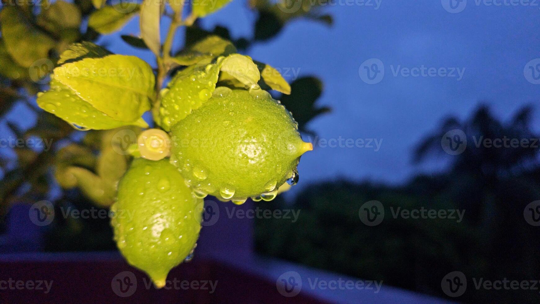 A lemon tree with water droplets on it photo