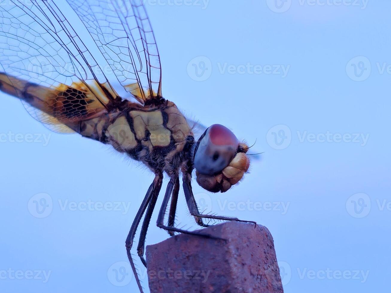 A dragonfly is perched on top of a post photo