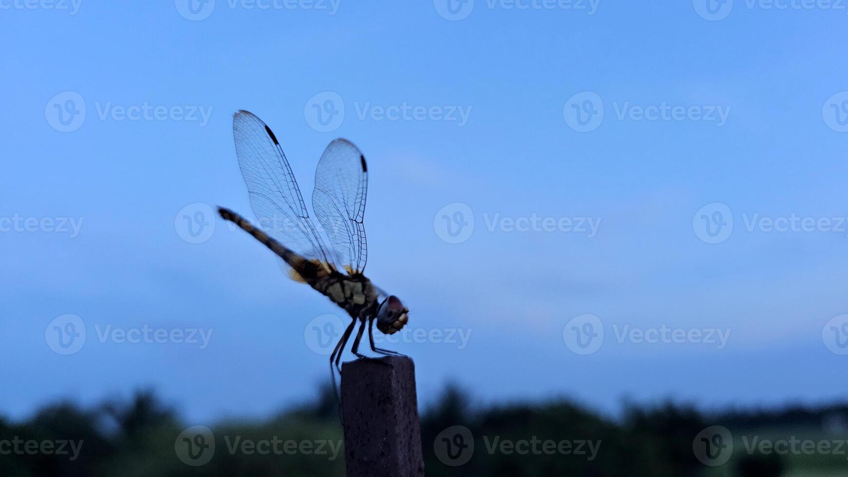 Dragonfly on a stick photo