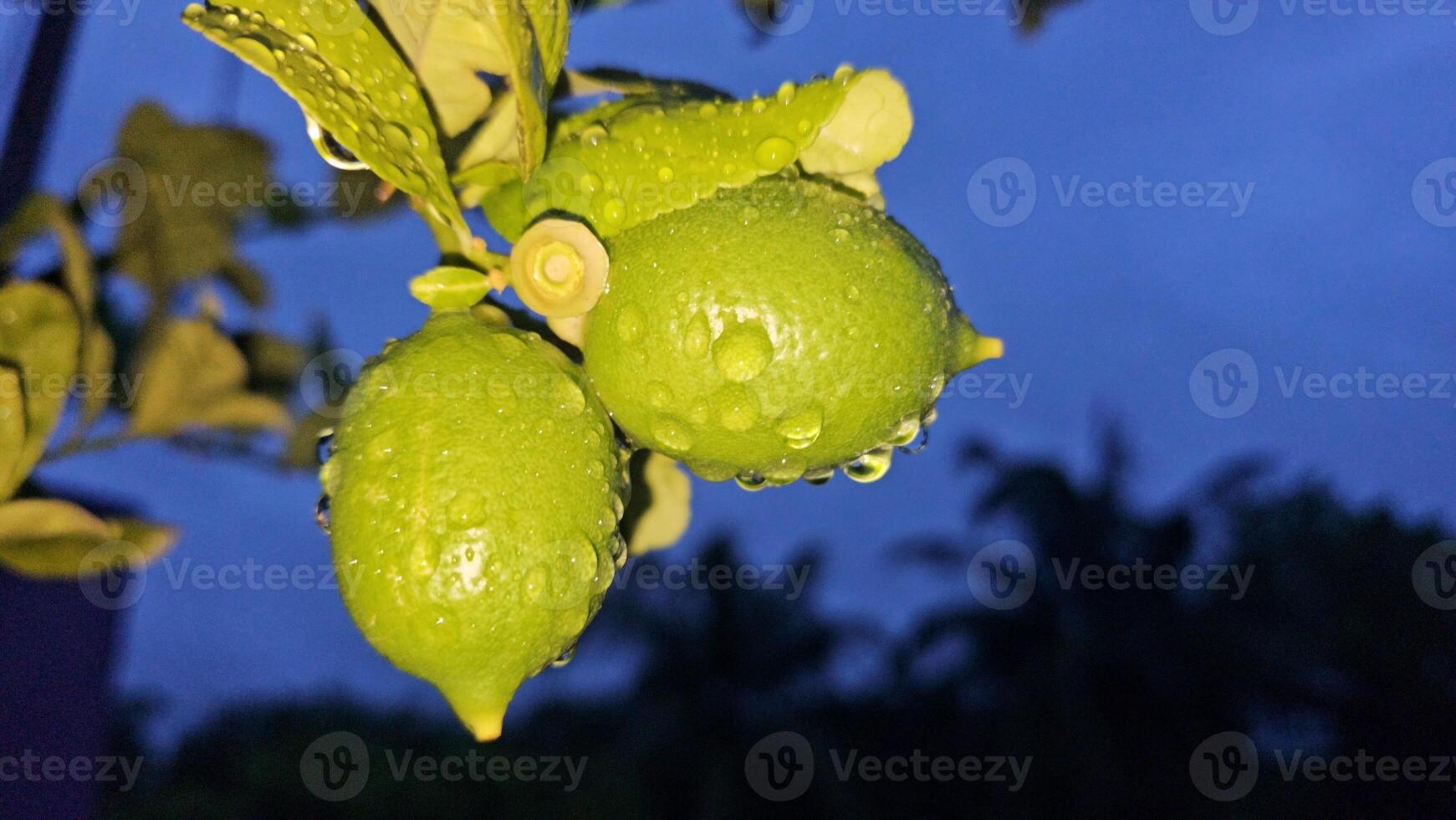 A close up of two limes on a tree photo