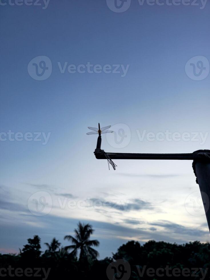A dragonfly on a pole in the evening photo