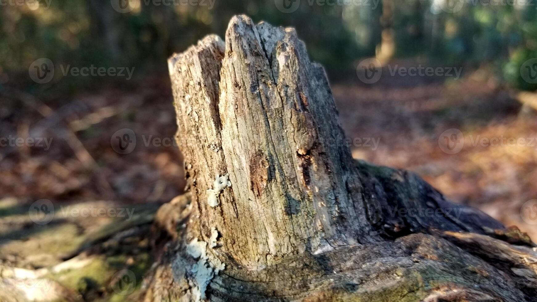 A close up of a tree stump in the woods photo