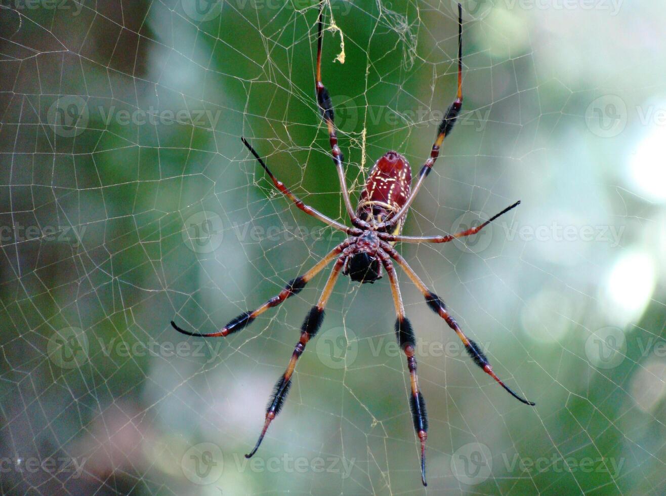 A spider with red and black stripes on its body photo