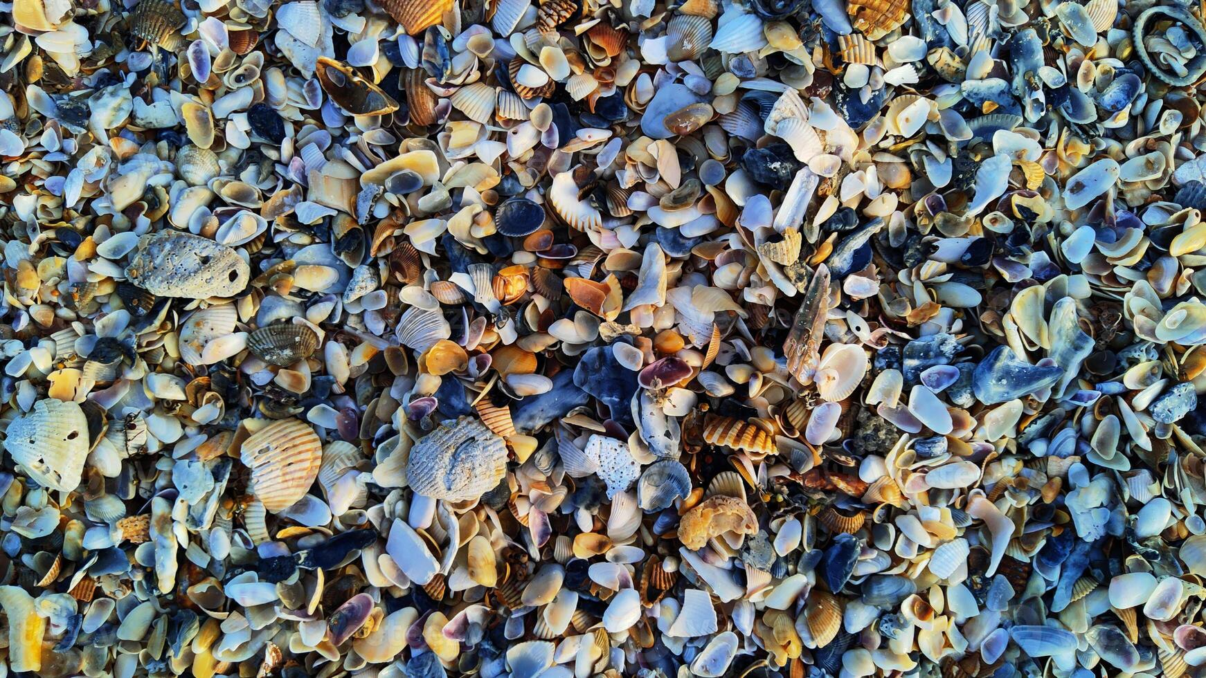 beach shells at the ocean photo
