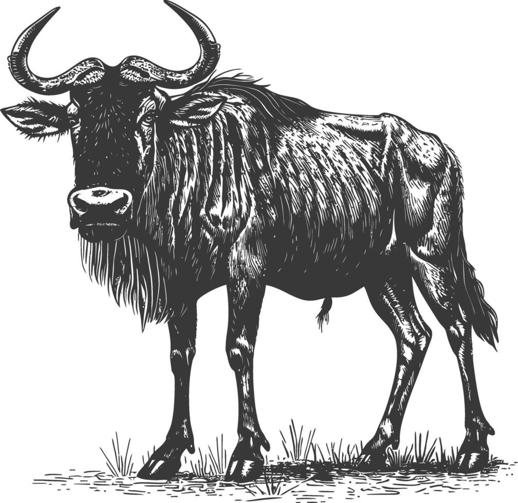 Wildebeest, black and white illustration vector