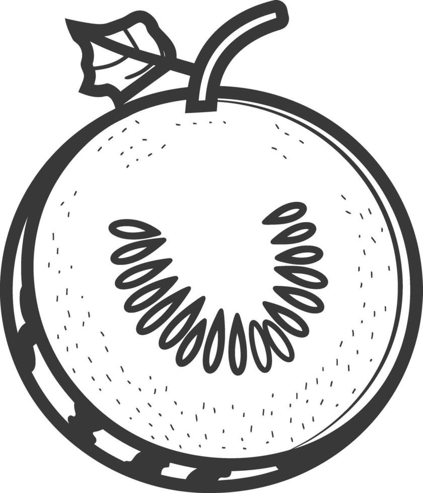 Kiwi fruit black and white illustration vector