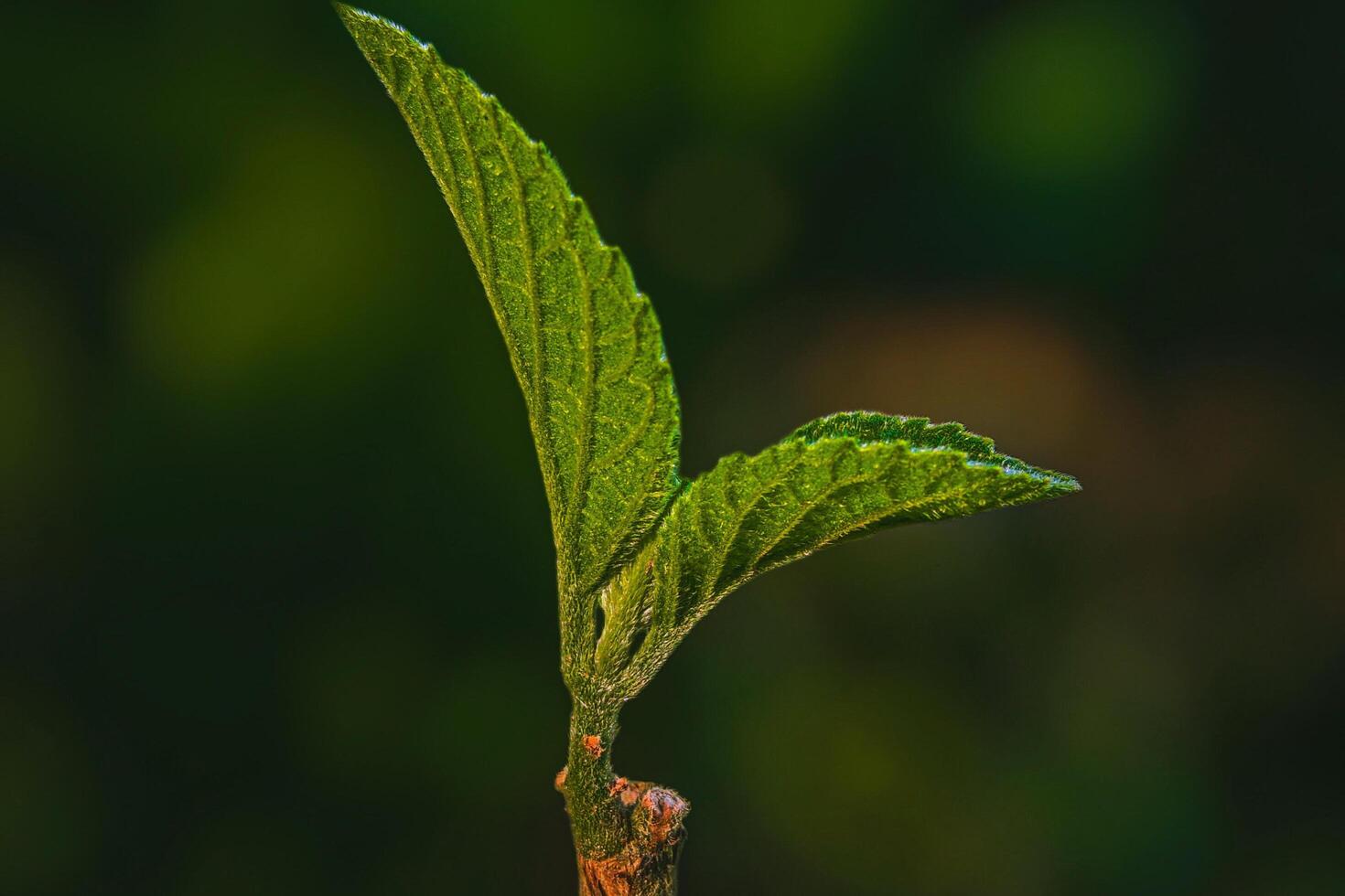 Whispers In The Mist Natures Quiet Beauty photo