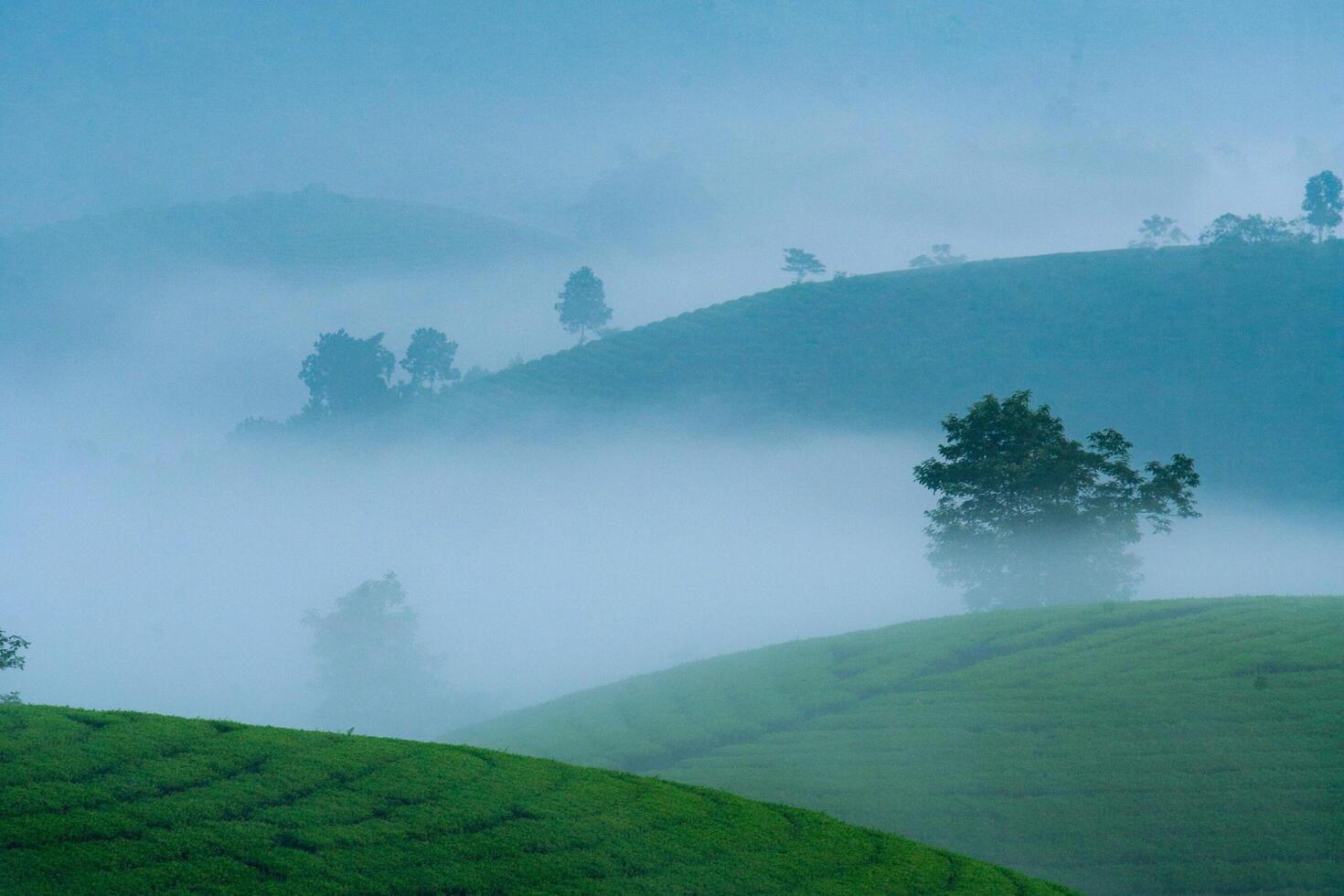 Whispers In The Mist Natures Quiet Beauty photo