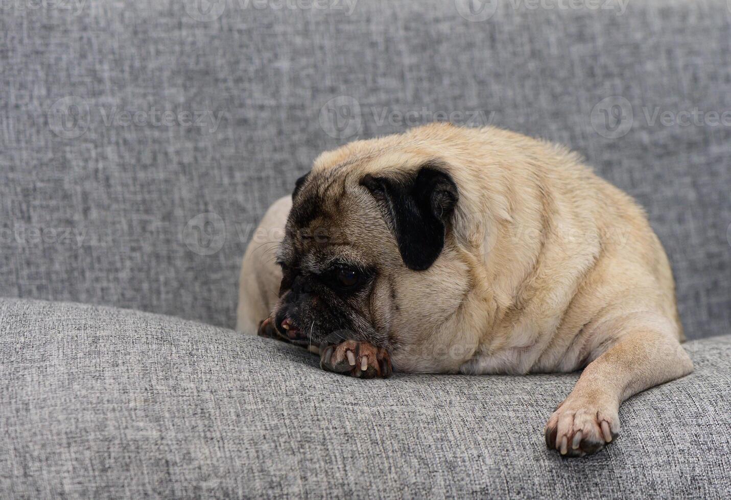 A charming pug resting calmly on a soft, gray couch during a cozy afternoon indoors photo