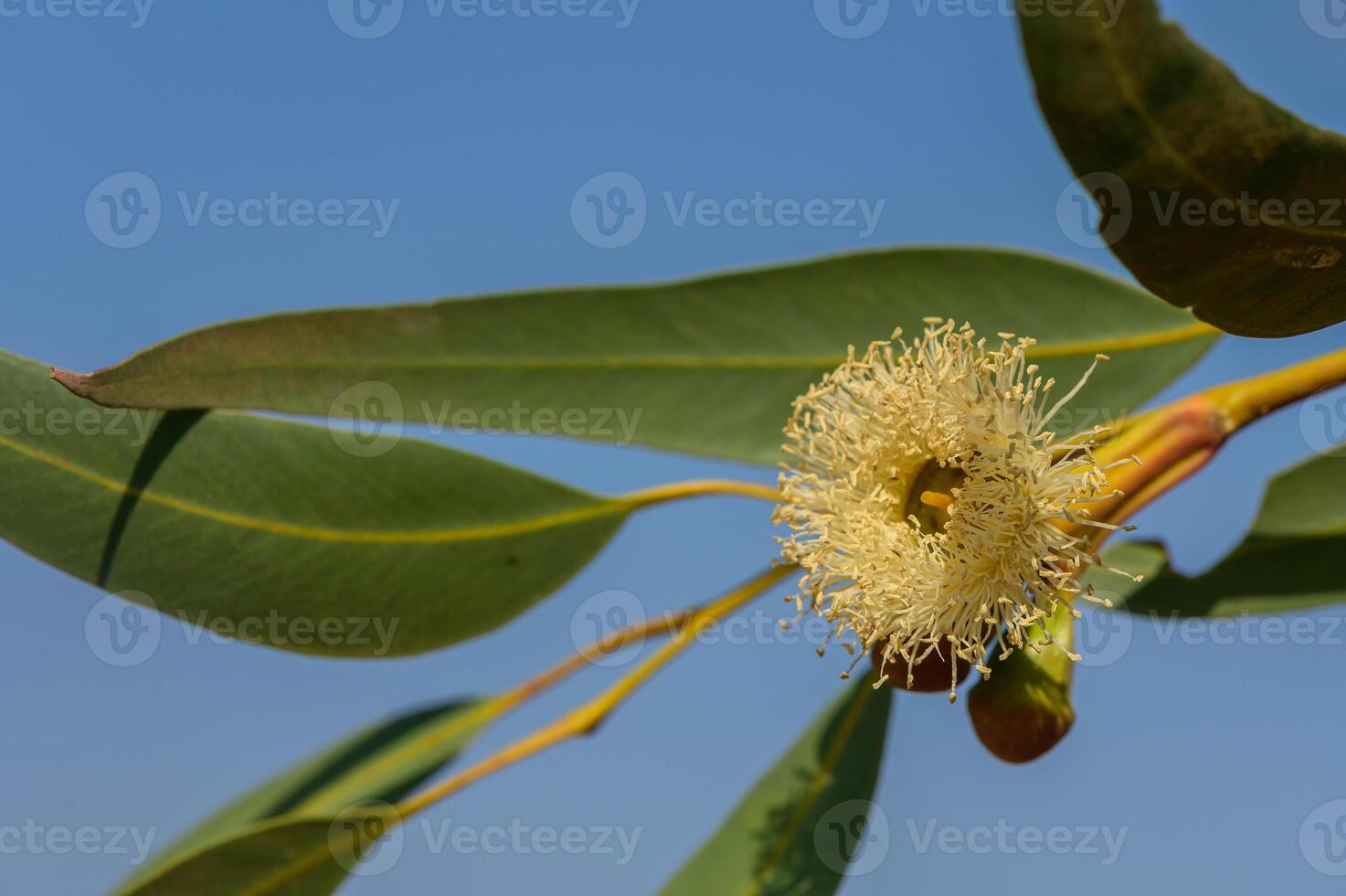 Delicate eucalyptus flower blooms under the bright blue sky in a serene natural setting photo