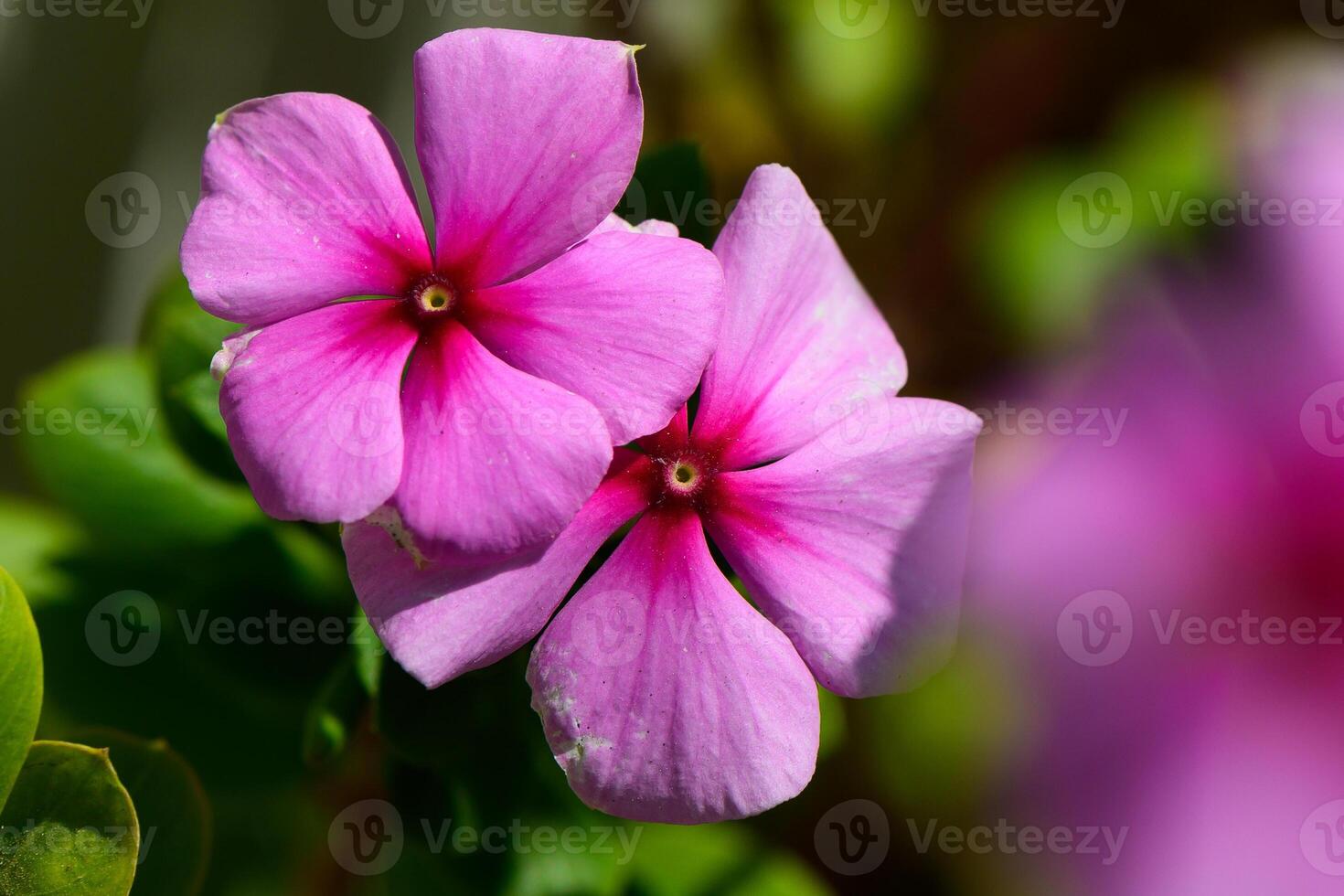Delicate pink flowers bloom vibrantly under the warm sunshine in a lush garden setting photo