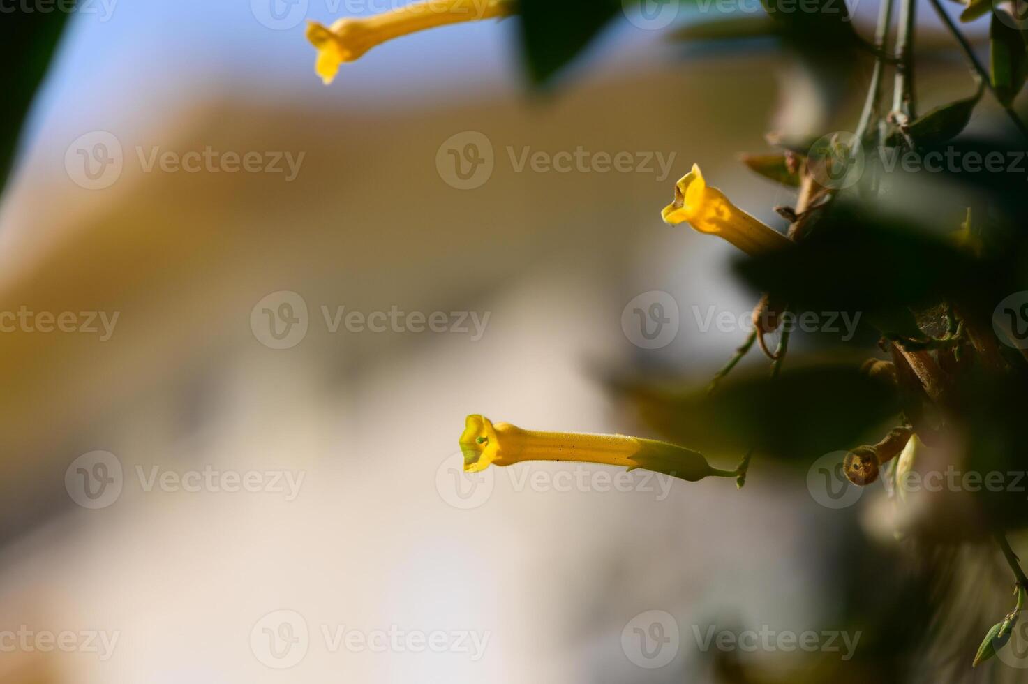 Delicate yellow trumpet flowers bloom gracefully against a blurred garden backdrop in early morning light photo