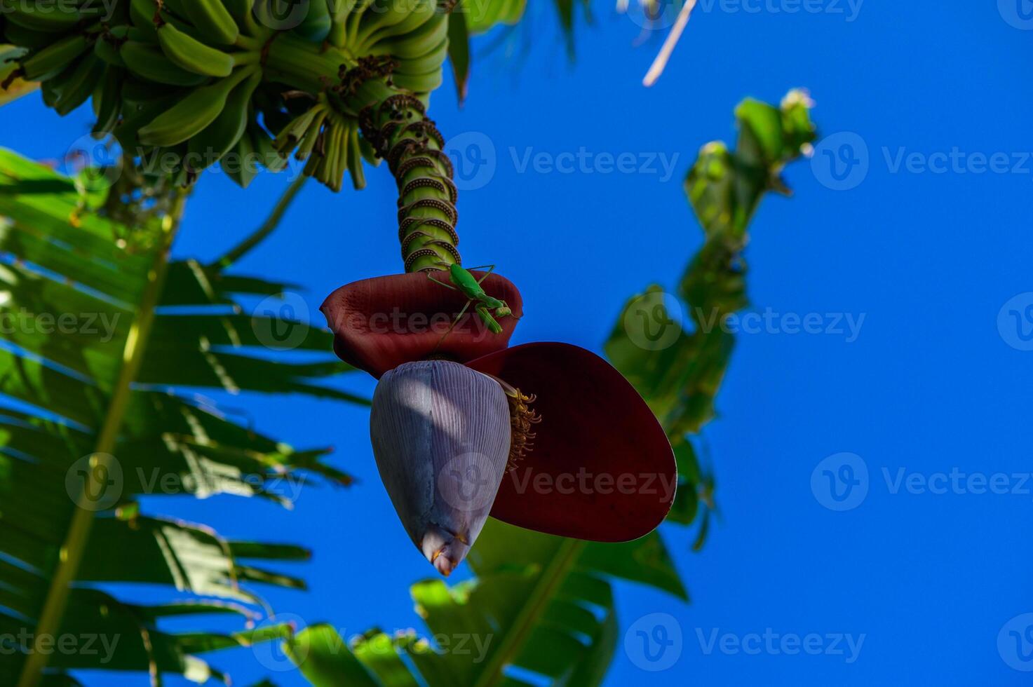 Blossom of banana plant showcasing vibrant flowers against a bright blue sky photo