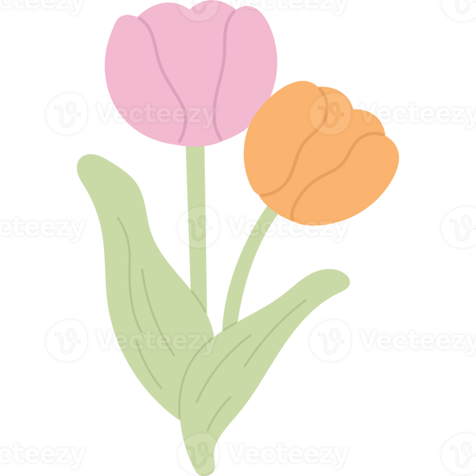 tulip flower stem png