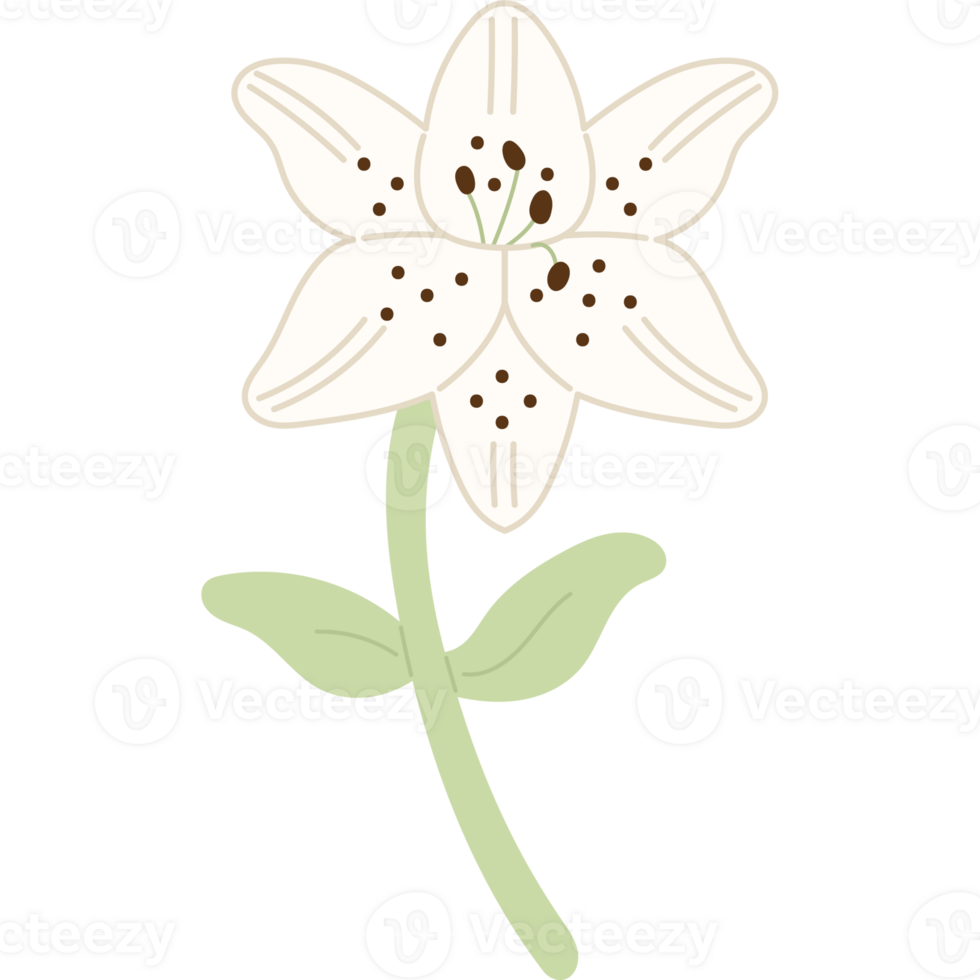 lily flower stem png