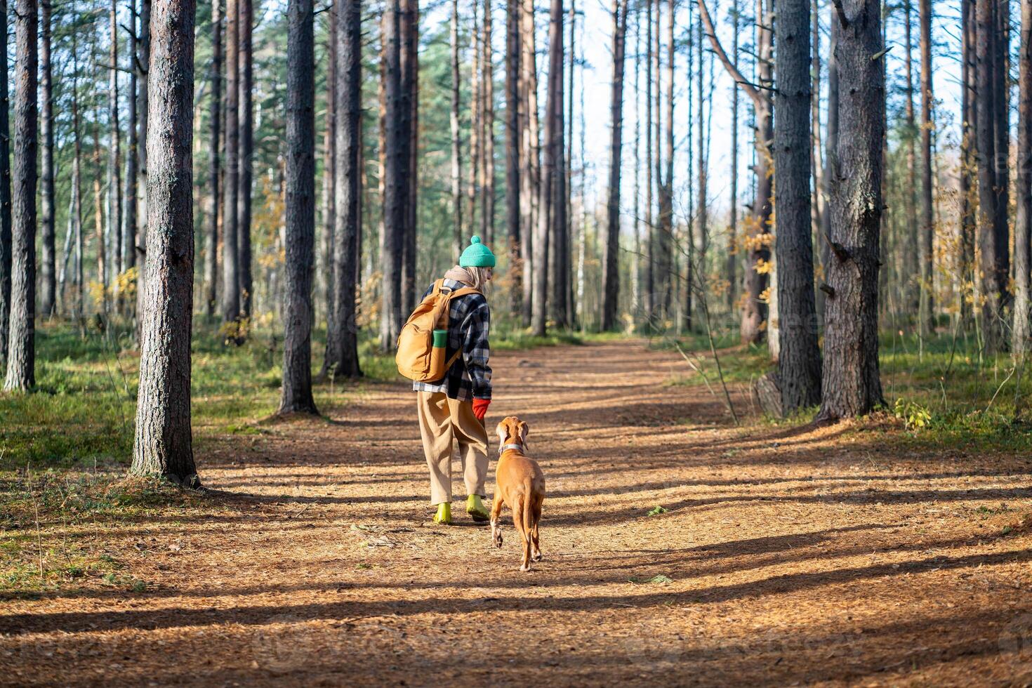 Peaceful woman walking with calm dog in autumn orange yellow forest in sunny warm weather. photo