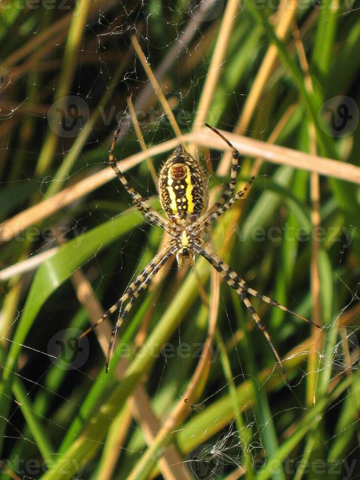 garden spider on a web up close photo