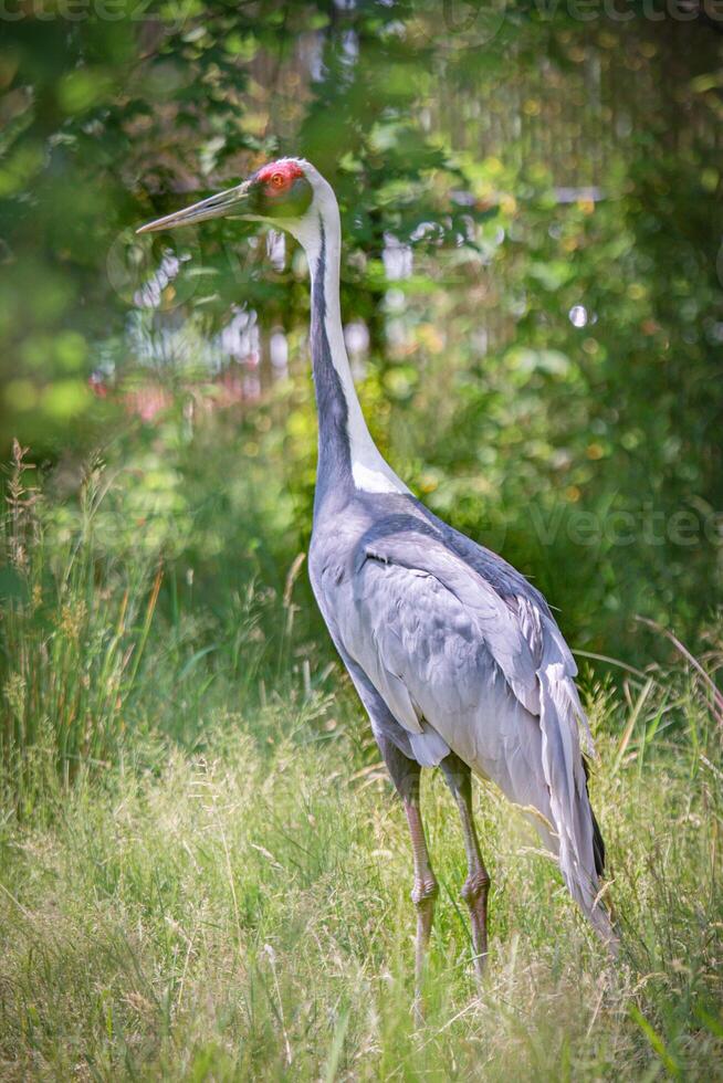 African secretary bird photo