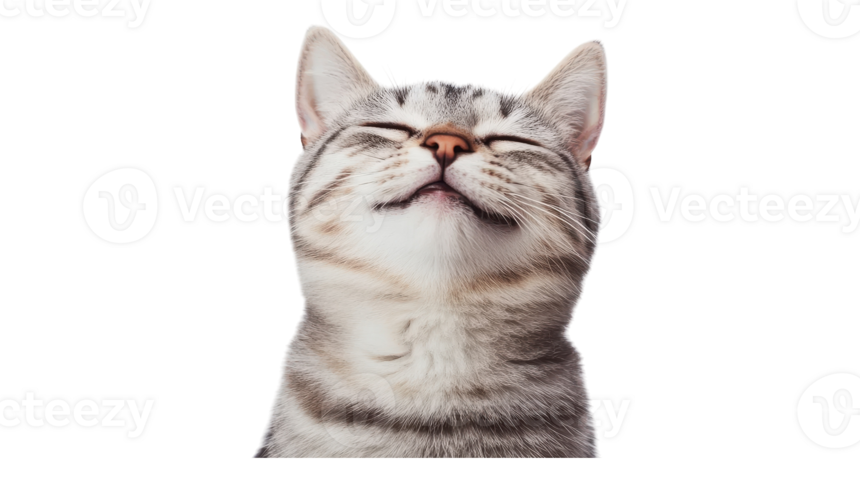 A cat is looking up with its eyes closed png