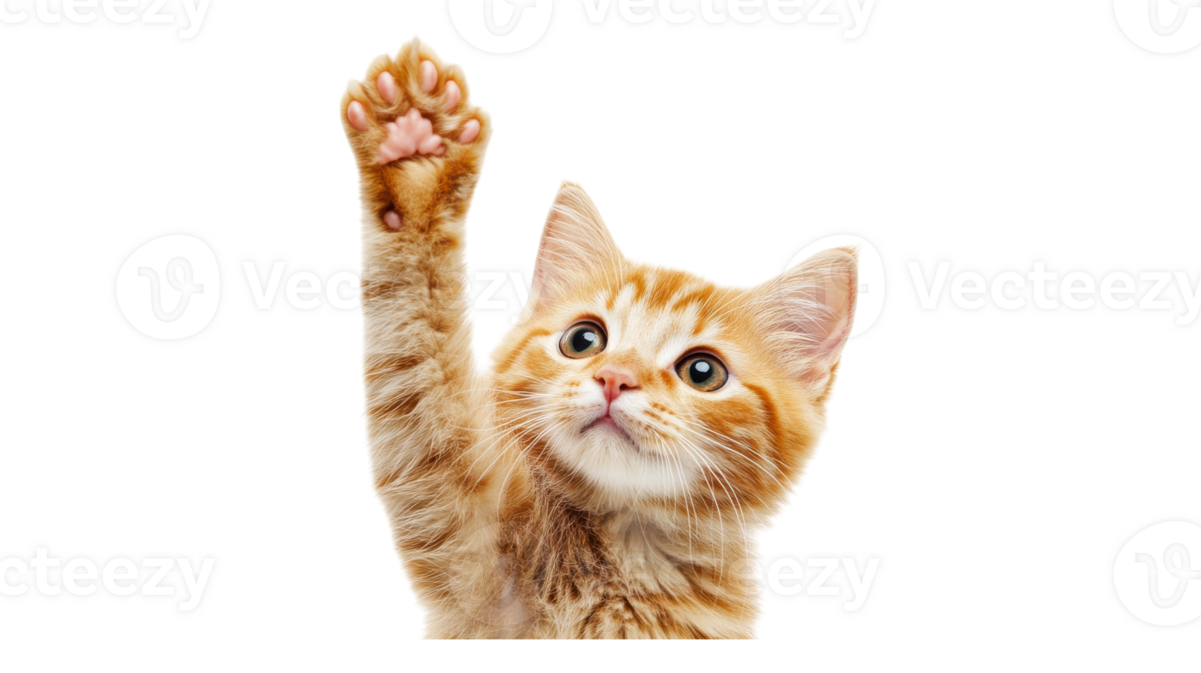 A cat reaching up to a person png