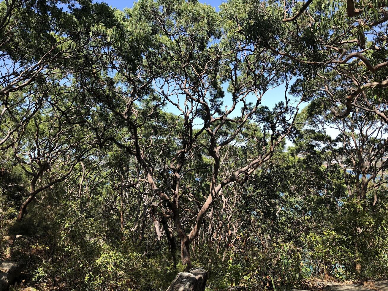 Big tree in forest in Australia photo