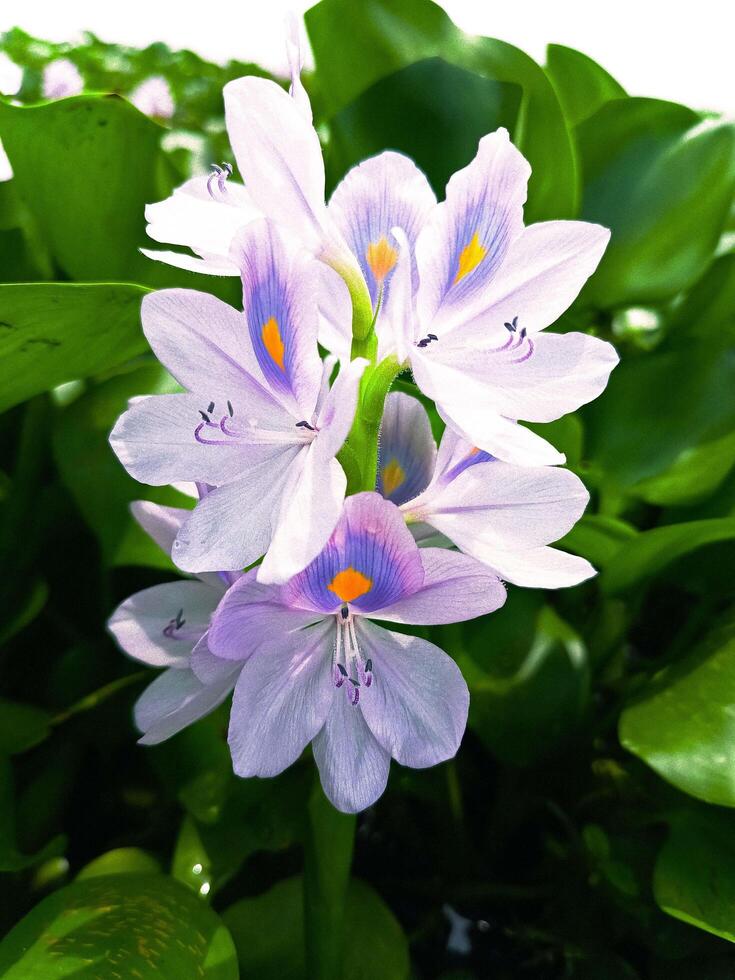 Common Water Hyacinth Natural Image photo
