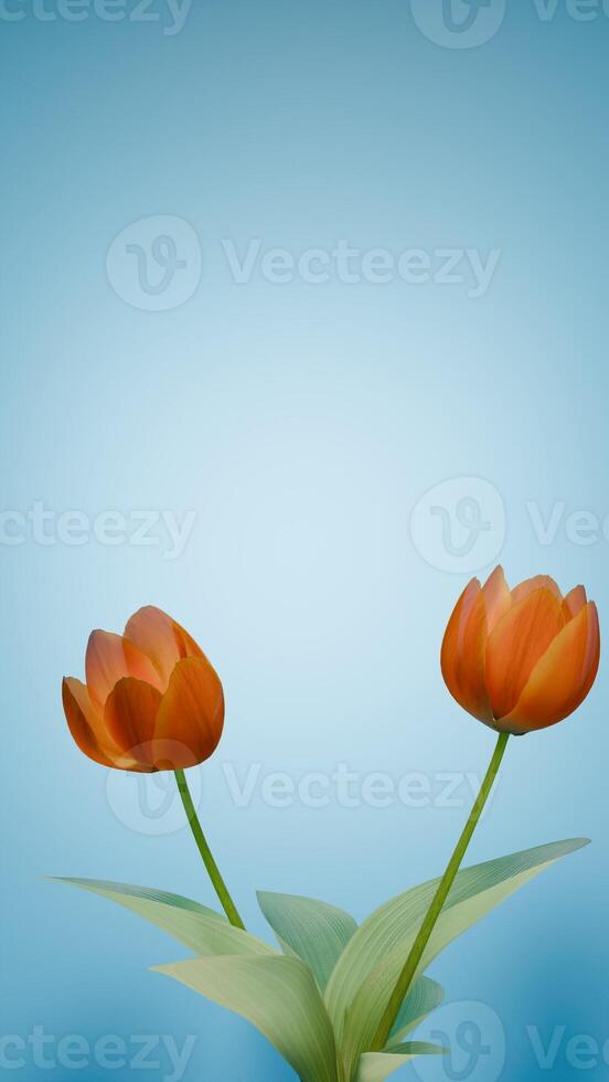 red and yellow tulips photo
