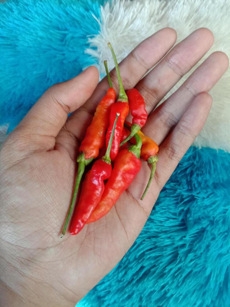 hand holding red chilies. photos of food ingredients