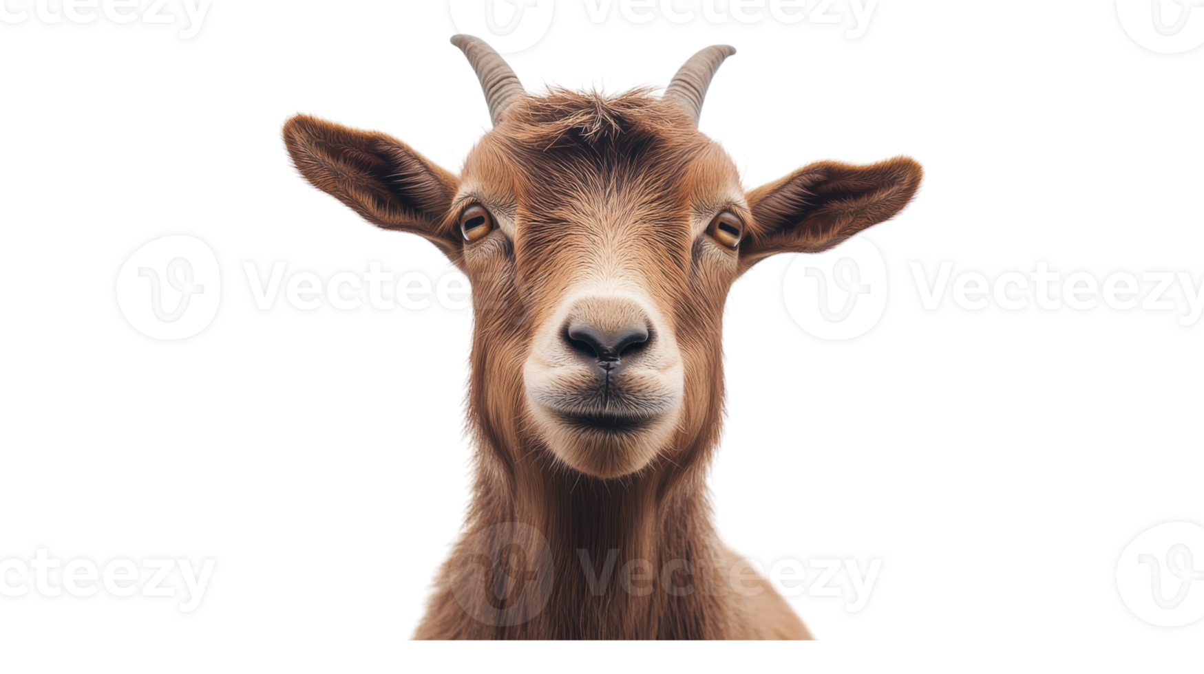 A goat with a big head and horns png