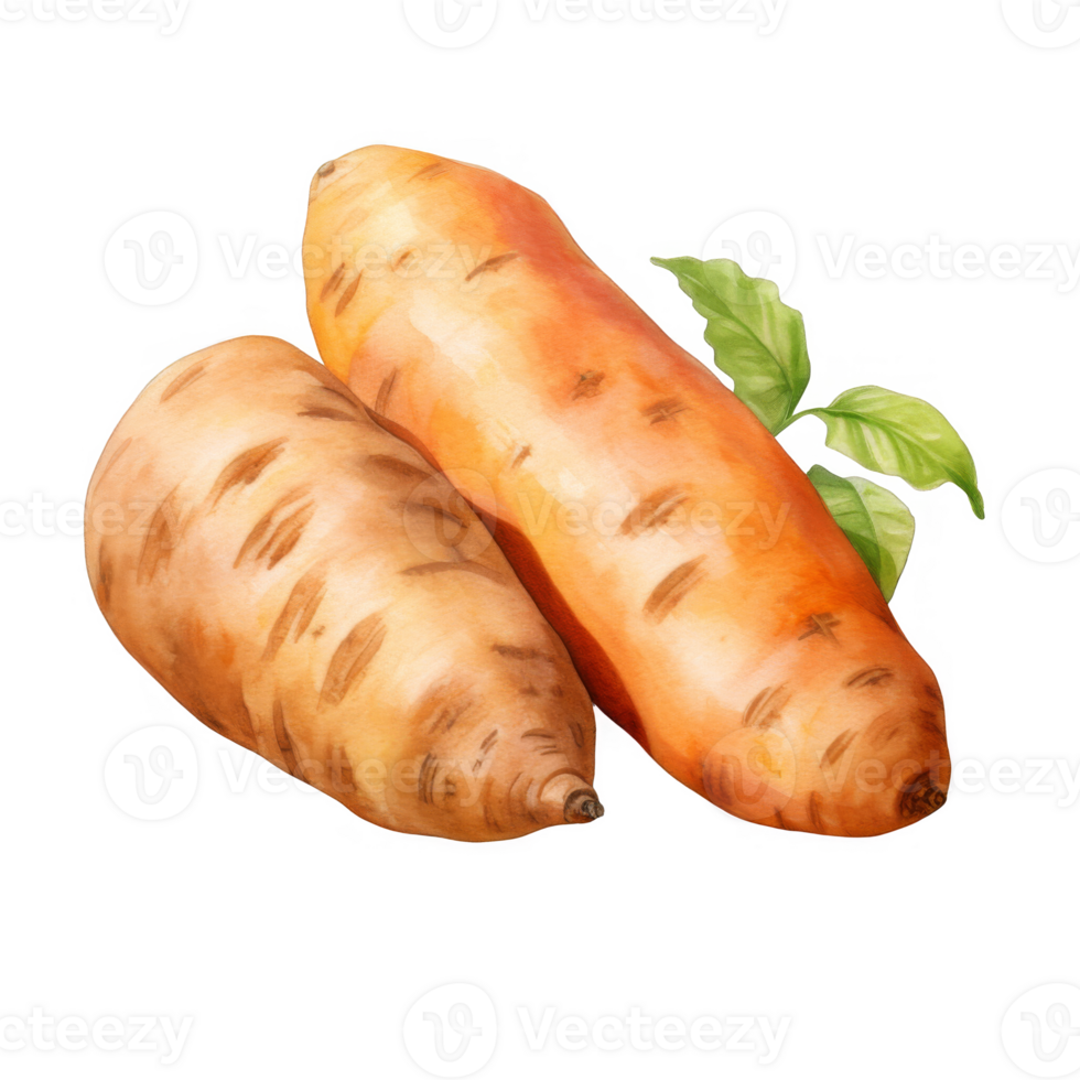 Two watercolor painted sweet potatoes with green leaves. png