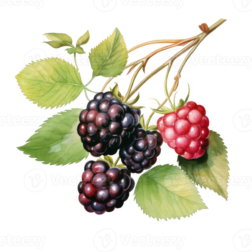 Watercolor painting of blackberries and a raspberry on a branch with leaves. png