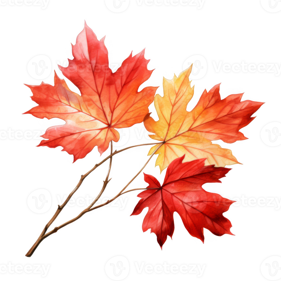 Watercolor Painting of Three Autumn Maple Leaves on a Branch png