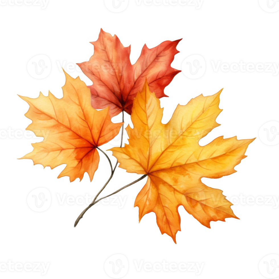 Watercolor painting of three autumn maple leaves in orange and red hues. png