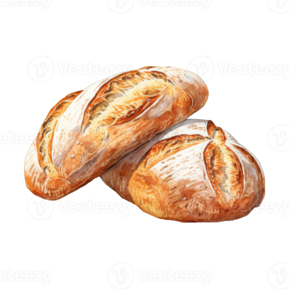 Watercolor Painting of Two Crusty Artisan Loaves of Bread png