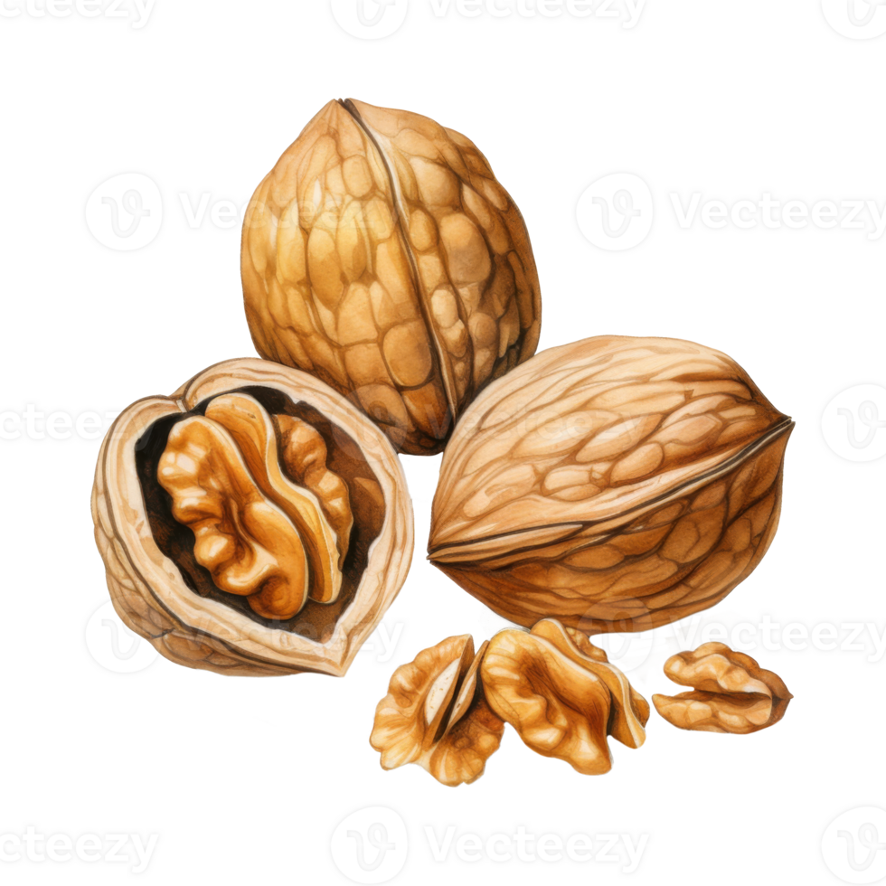 A Detailed Watercolor Illustration of Walnuts, Whole and Halved, Showing Kernels png