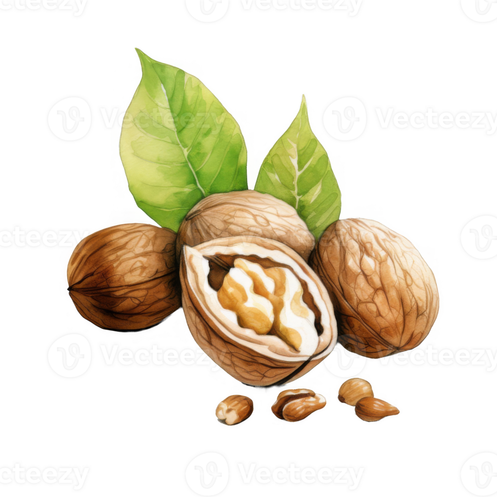 Watercolor Illustration of Walnuts with Leaves, Showing Detail of Nutmeat png