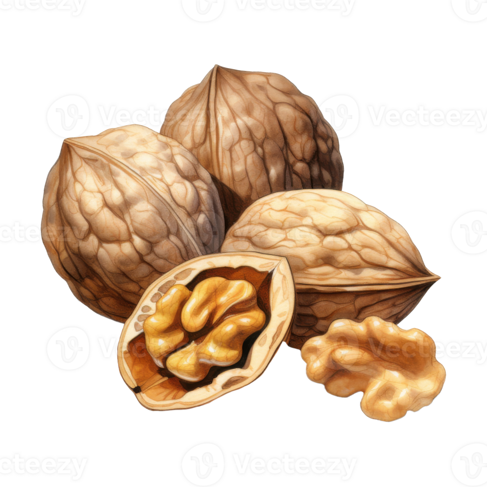 Still Life of Walnuts Three Shelled and One Open with Kernel png