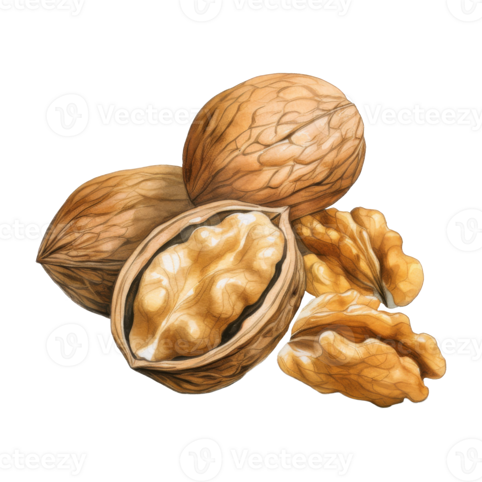 A Detailed Watercolor Painting of Walnuts, Whole and Halved, Displaying Rich Texture and Color png