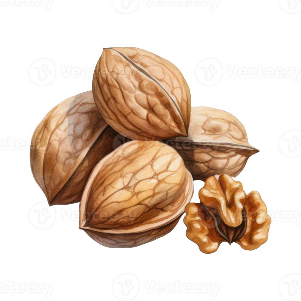 Watercolor Painting of Walnuts in Shells and a Single Kernel png